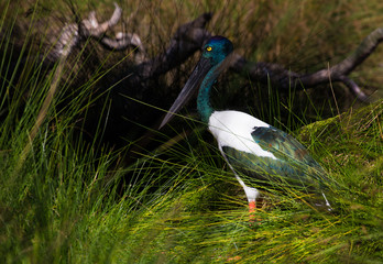 Black Necked Stork hunting for food 