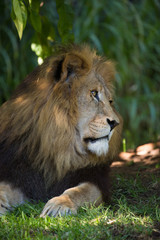 Beautiful lion day dreaming