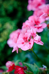 Fototapeta na wymiar Flowers of pink geranium or pelargonium