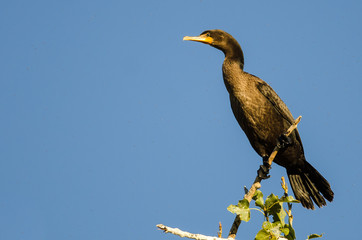 Double-Crested Cormorant Perched High in a Tree