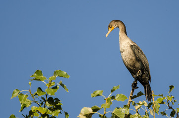 Young Double-Crested Cormorant Perched in Tall Tree