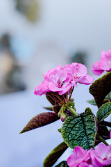 Flowers of pink geranium or pelargonium
