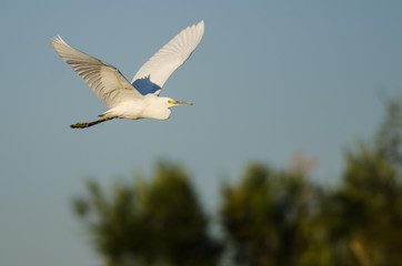 Snowy Egret Flying in Blue Sky