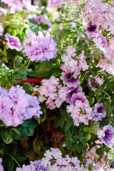 Flowers at flowerbed as landscape design elements.