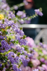 Fototapeta premium Some flowers at sunny day as landscape design elements