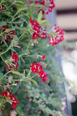 Red flowers at flower garden as landscape design elements.