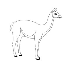 Obraz premium lama vector illustration line drawing