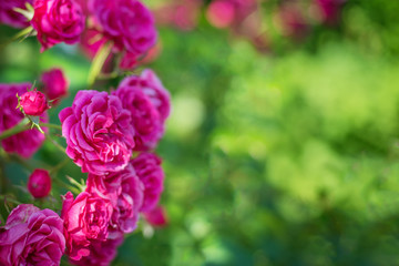 Picture of red roses with green blurred background.