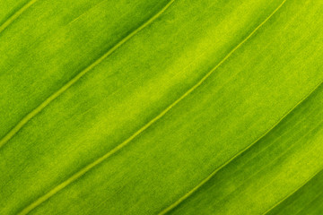 green leaf nature background