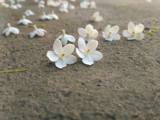 White flower on floor