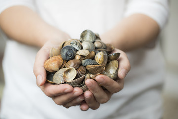 Sea shells held by female hand
