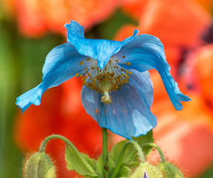 drooping himalyan blue poppy blossum