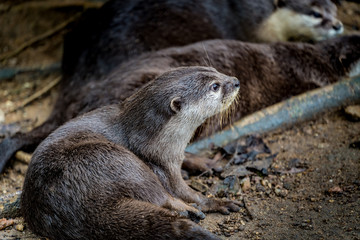 Wet brown otter