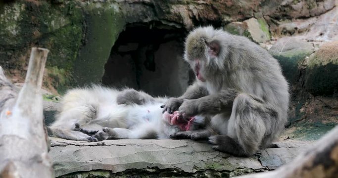 japanese macaques