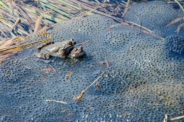 Toad