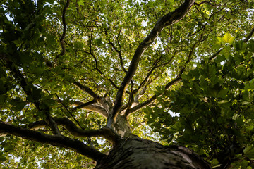 Tree crown of a huge plane tree