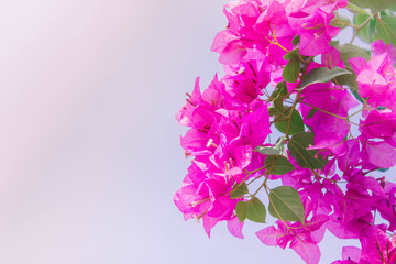 Bougainvillea