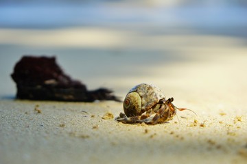 hermit crab