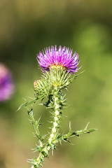 Medicinal herbs: Brightly violet flower of spiny plumeless thistle (Carduus acanthoides)