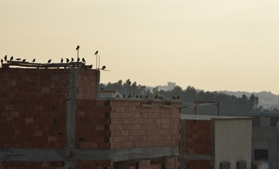 Fototapeta premium Réunion d'oiseaux sur un toit au crépuscule