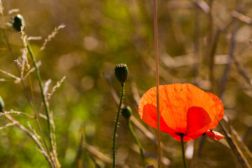 Obraz premium Poppy Flower in Switzerland