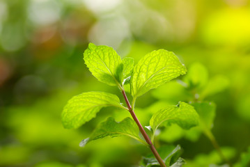 Fototapeta na wymiar Fresh and green mint leaves.