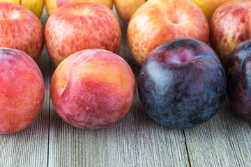 Fresh assorted plumcots.