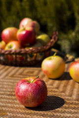 Autumn harvest concept. Red apples on a straw wicker table and in a basket