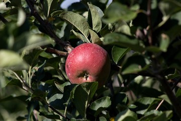 ripe apple on the tree
