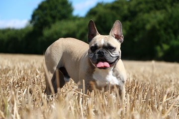 Fototapeta premium Französische Bulldogge Portrait