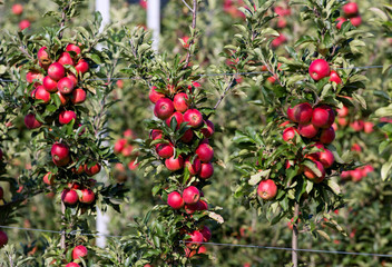 Obstplantage mit erntereifen Äpfel