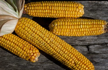 ears of corn