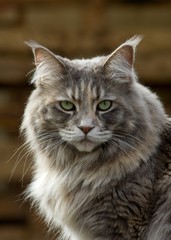 portrait of main coon cat
