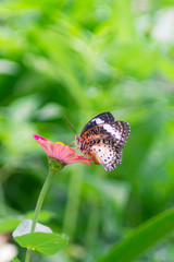 Beautiful Butterfly enjoy eating nectar from fresh flower isolated on green light bokeh background.