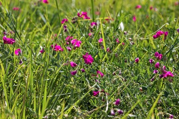 Obraz na płótnie Canvas summer meadow with purple flowers