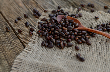 Nuts of cedar in a wooden spoon