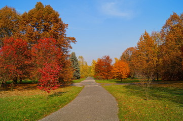 Fototapeta na wymiar Beautiful autumn landscape - great autumn trees - autumn alley 