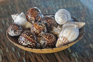 Sea shells