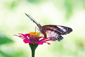 Beautiful Butterfly enjoy eating nectar from fresh flower isolated on green light bokeh background.