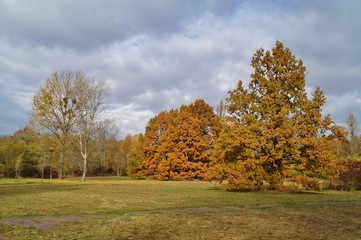Beautiful autumn landscape - great autumn trees - autumn alley
