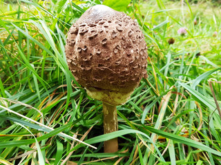 Schirmpilz im Grünen