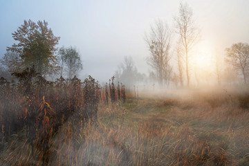 Misty and autumn morning in the woods