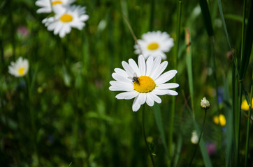 daisy flower