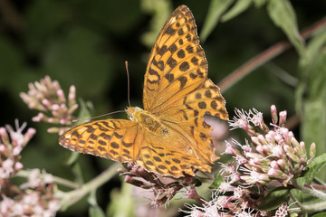 Argynnis