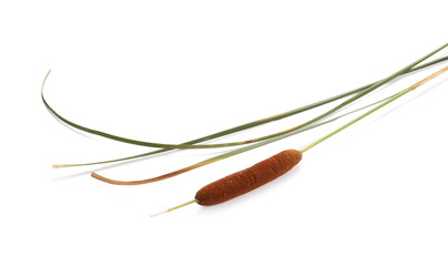 Reeds, bulrush isolated on white background