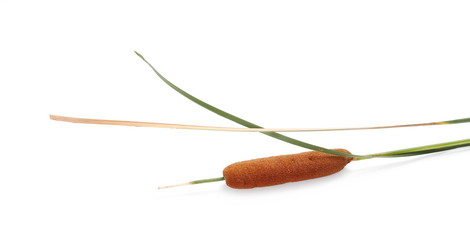 Reeds, bulrush isolated on white background
