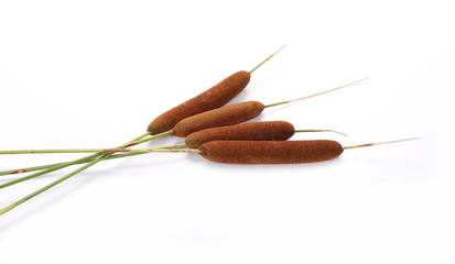 Reeds, bulrush isolated on white background © dule964