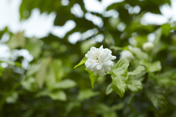 Beautiful fresh jasmine flowers in the garden