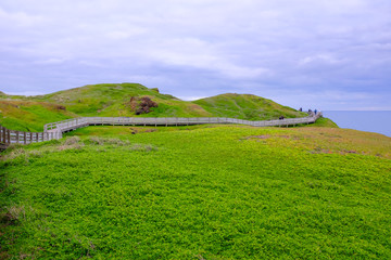 Walk way around the island at Phillip island beautiful green grass.