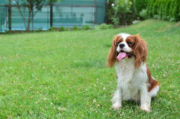 Charming dog - Cavalier King Charles Spaniel - standing on a garden lawn